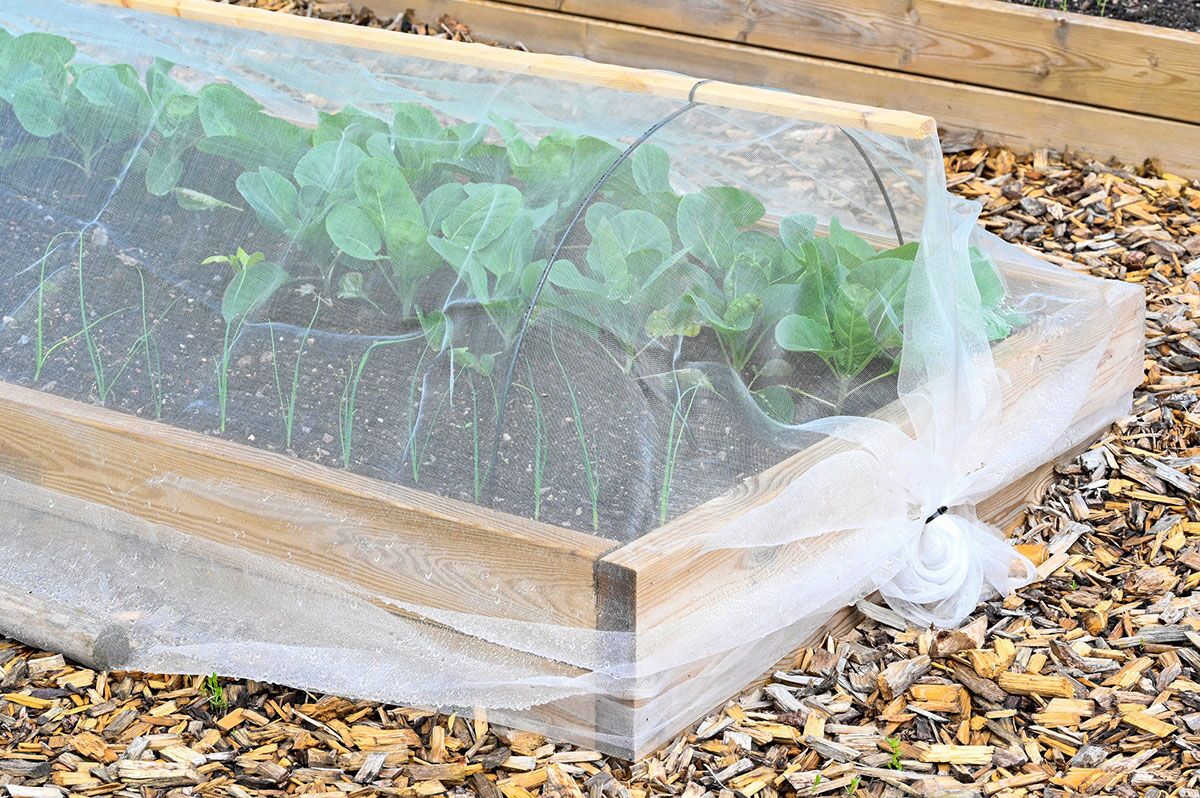 How to Maintain and Replenish Your Raised Garden Beds - Lyngso Garden  Materials, image size:1200x798