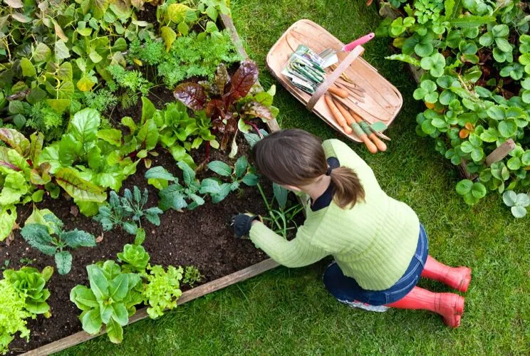 bowl outdoor planter Curbside Flat Bottom Bowl Planter