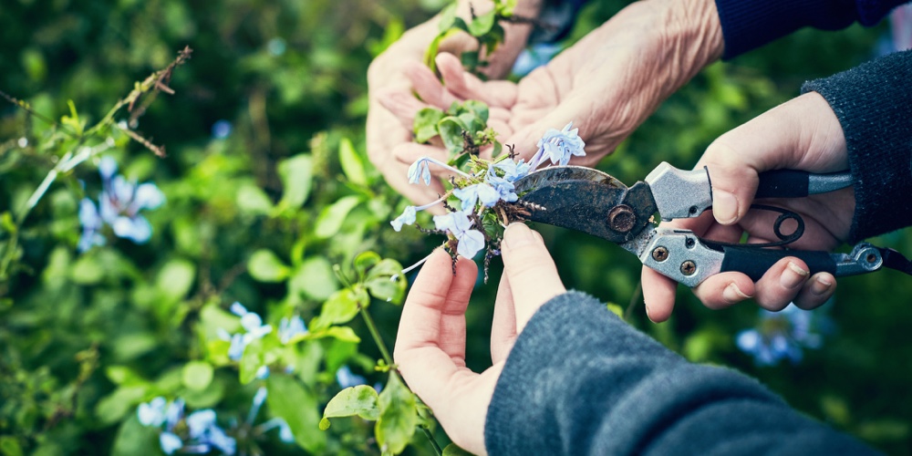 free gardening classes in the San Francisco Bay Area