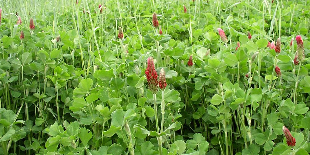 Everything You Need to Know About Cover Crops