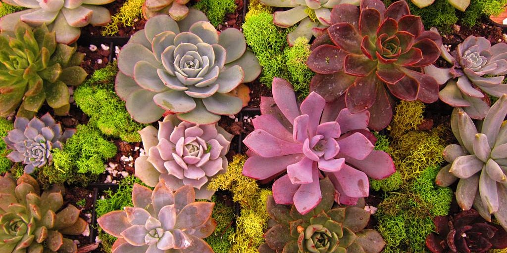 Secrets to Successful Succulent Landscaping