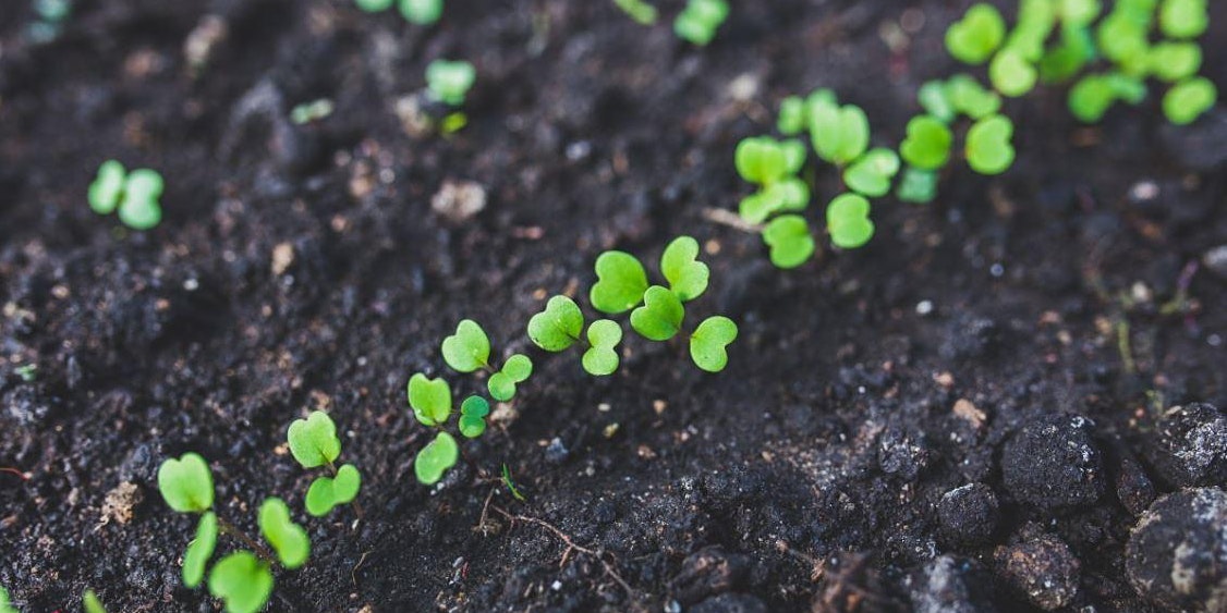 Healthy Soil Healthy Food Healthy Plants Healthy Plants Healthy Guts