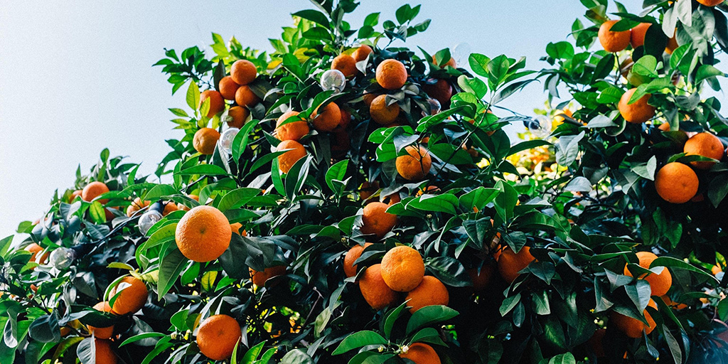 Citrus Tree Care