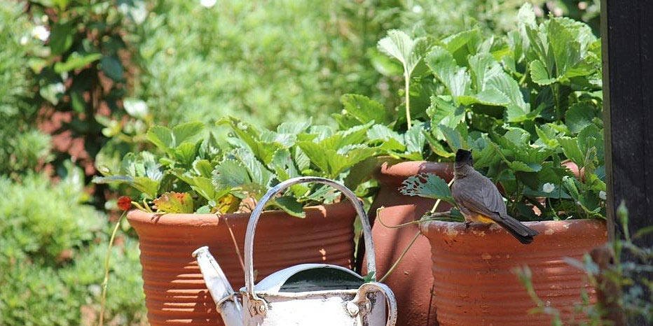 Edible Container Gardening