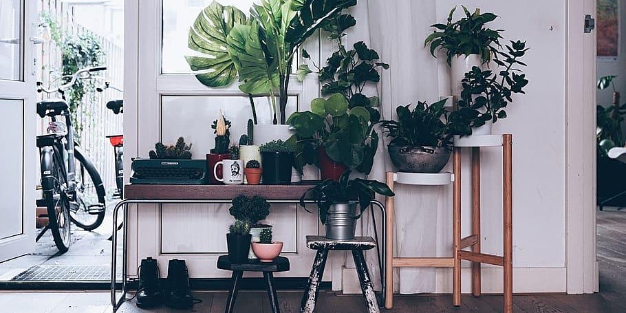 Curate Your Urban Jungle