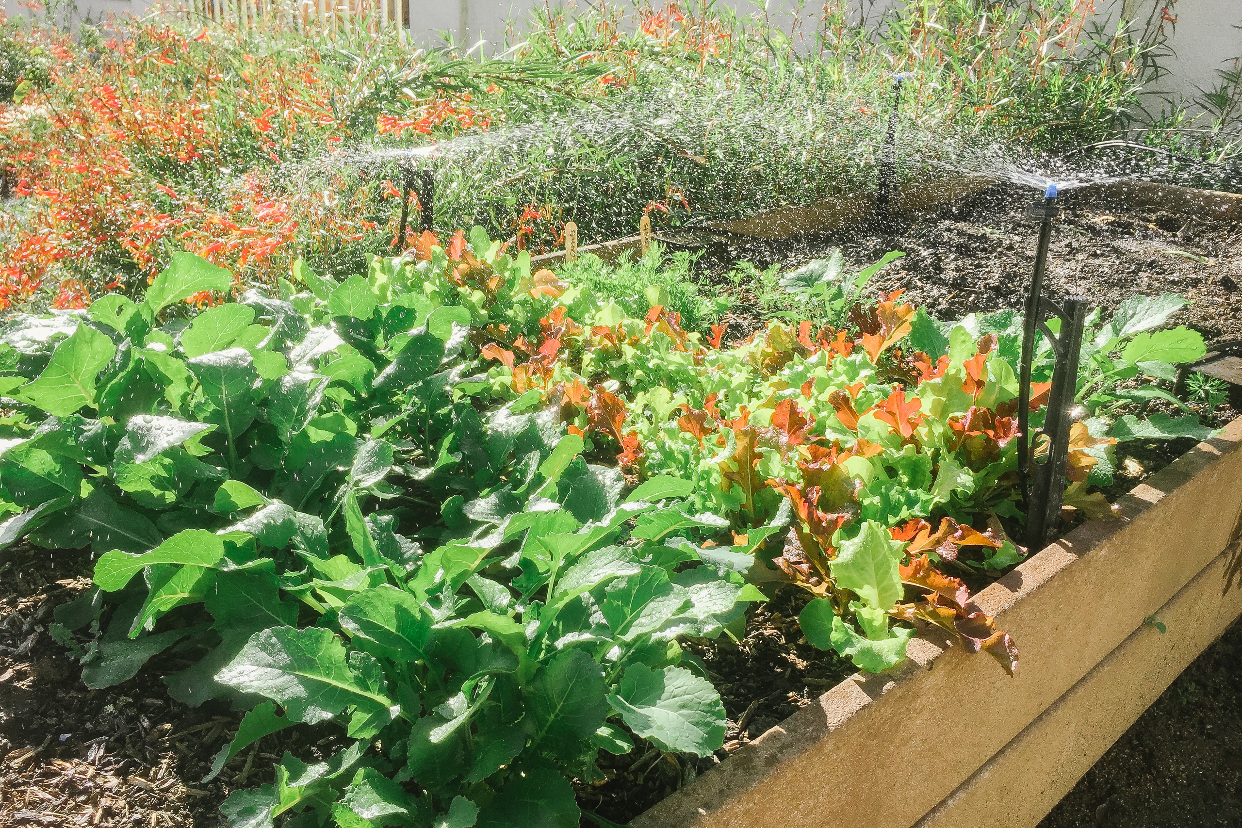 Lyngso fruitful vegetable garden irrigation