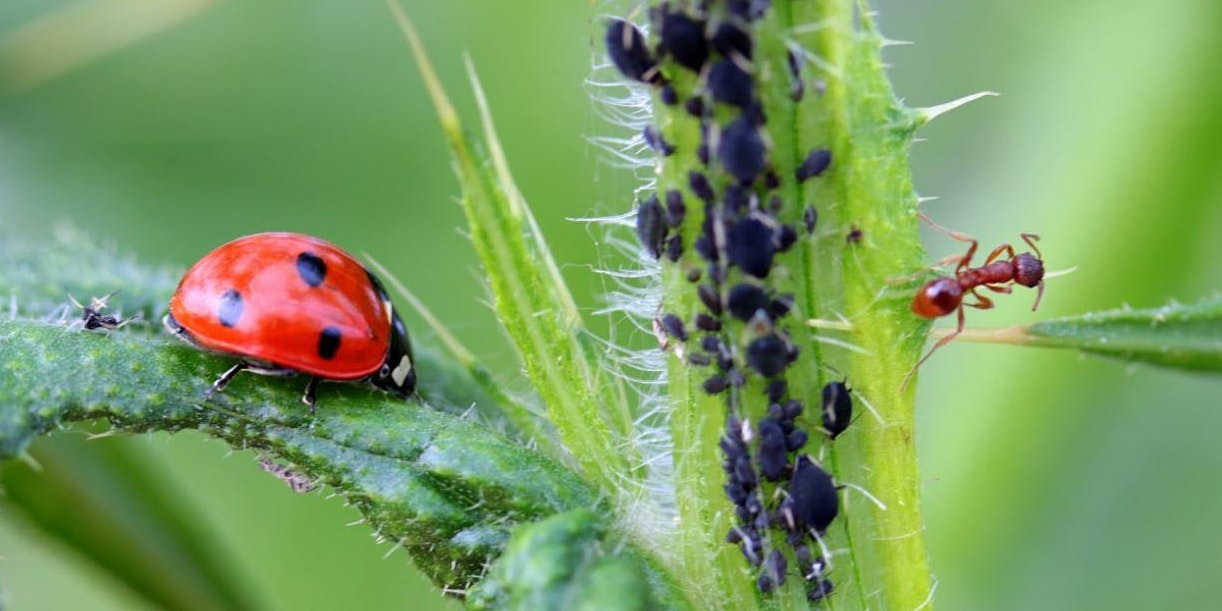 Good Bugs Bad Bugs on Edible Plants