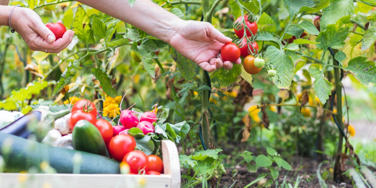 Fall and Winter Vegetable Gardening