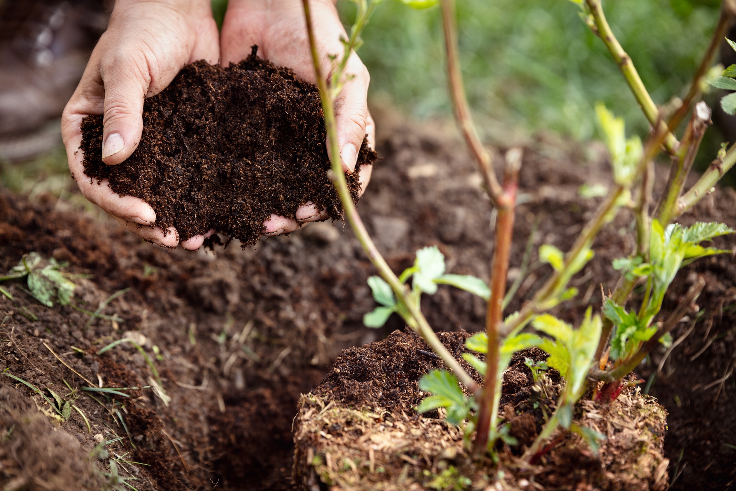 How to Keep Your Soil Healthy: The Basics