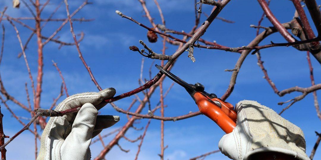 Prudent Winter Pruning