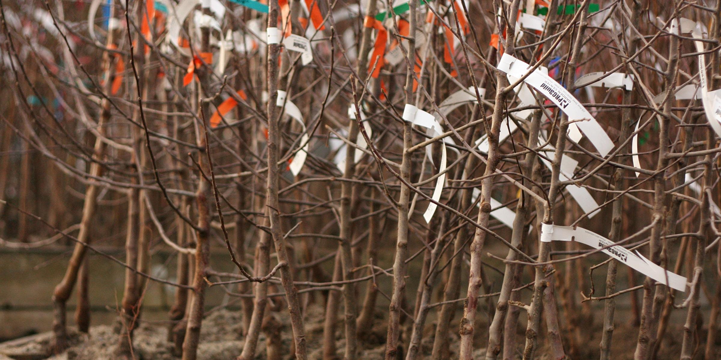 Bare root Fruit Trees Selection and Planting