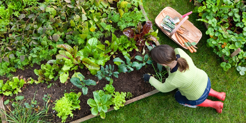 Winter vegetables