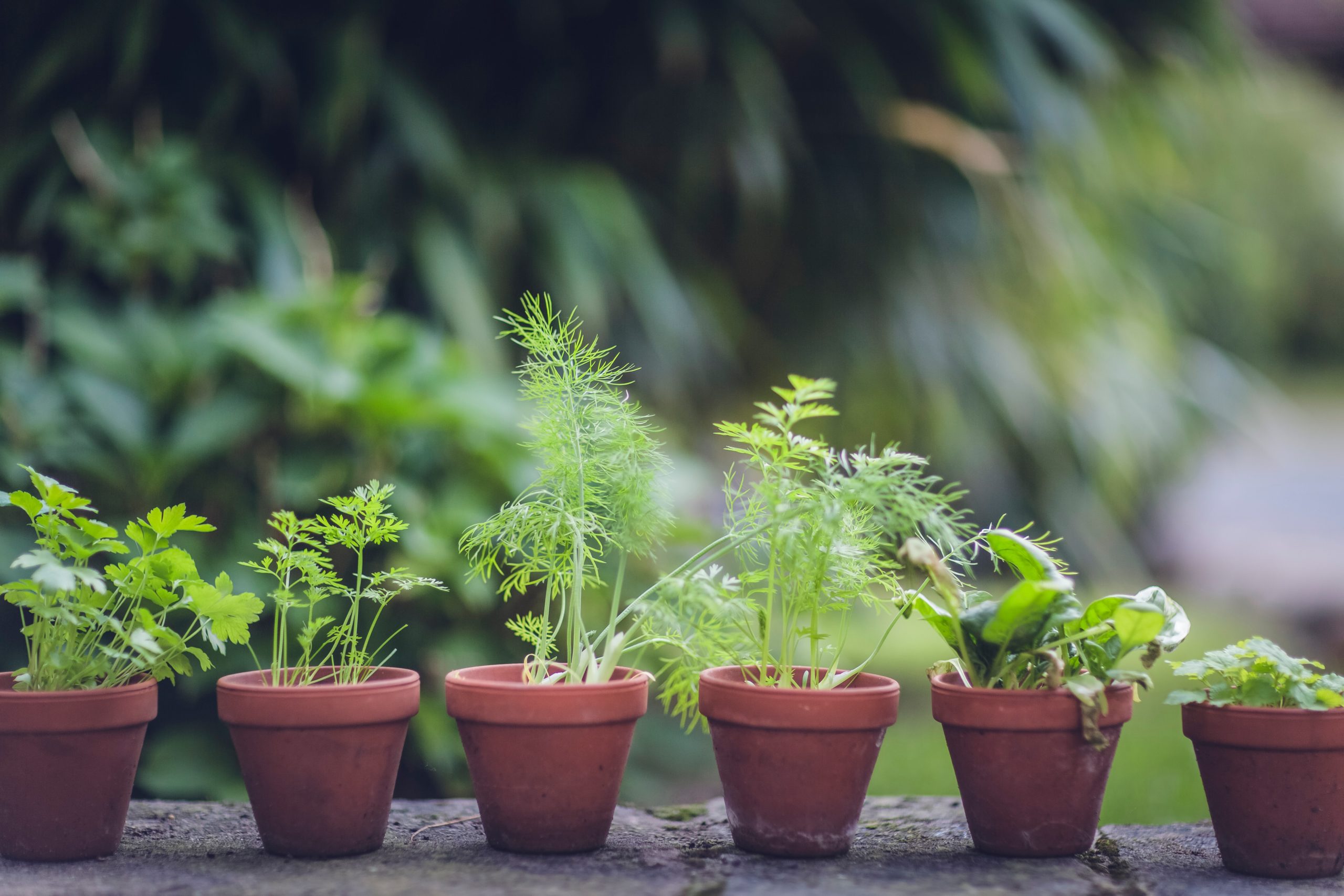 How to DIY Container Gardening in Small Spaces