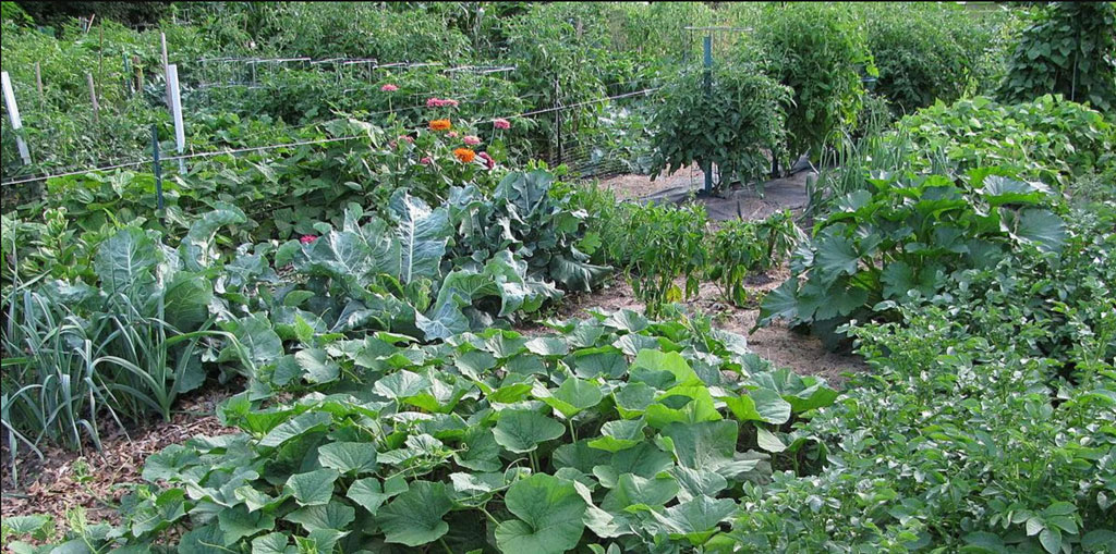 Vegetable Gardening in Time of Drought