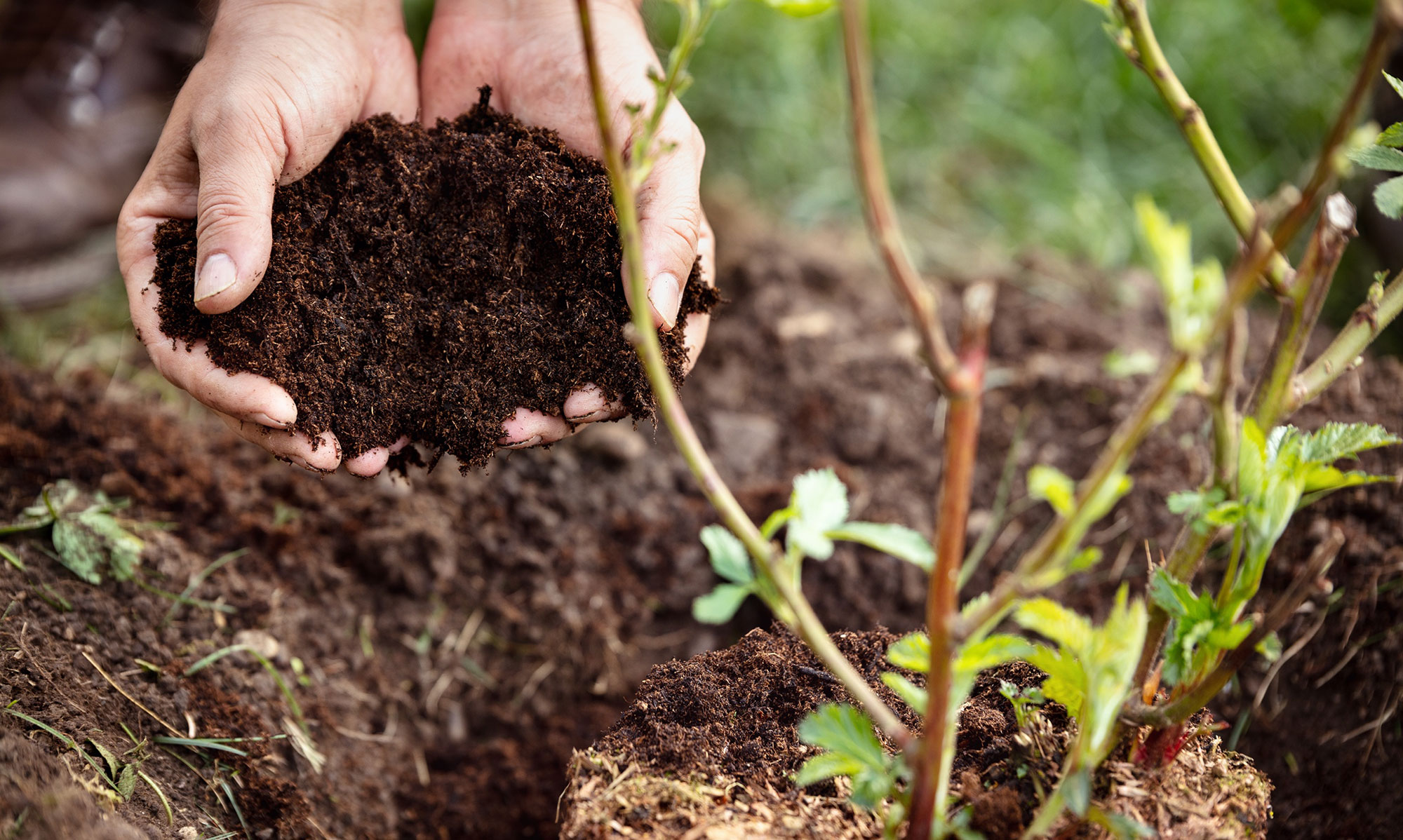 Soil Health - Lyngso Garden