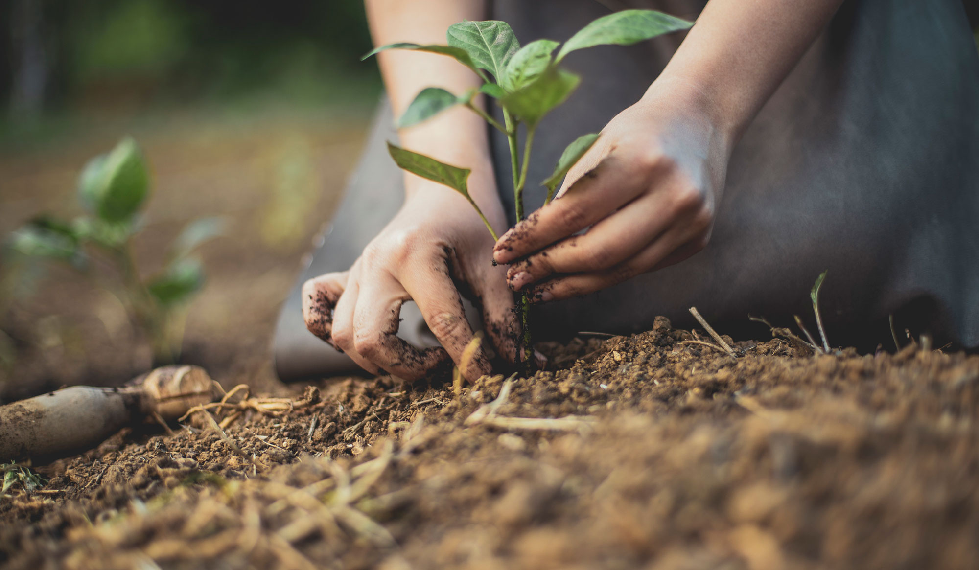 Sustainable Gardening to Support Pollinators and Native Plants