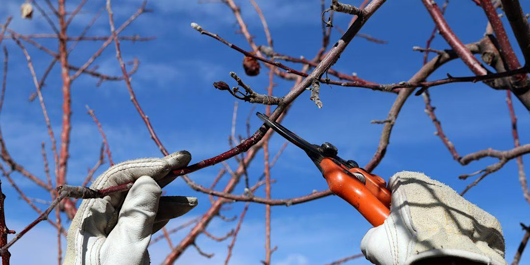 Prudent Winter Pruning