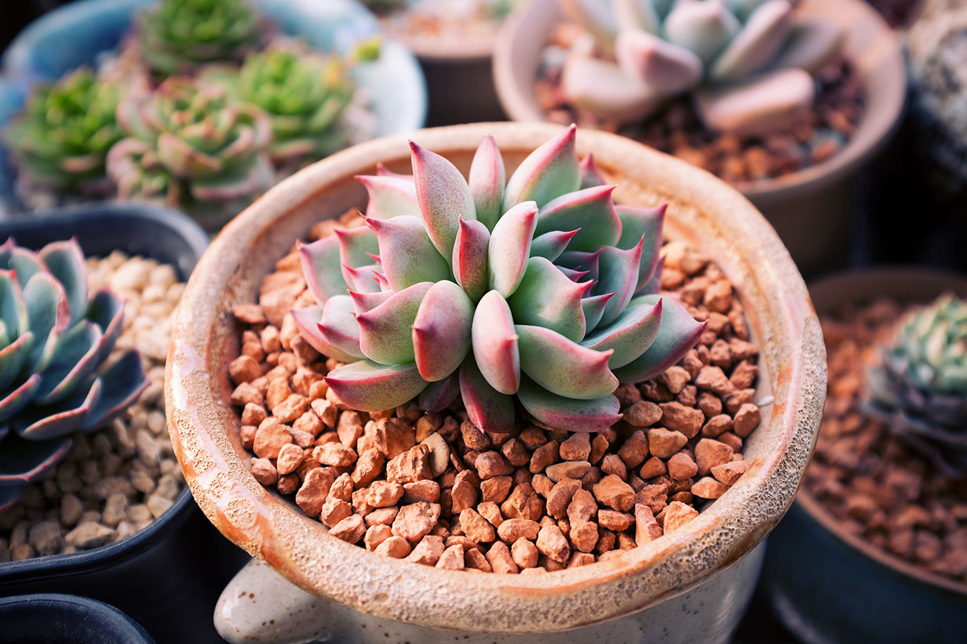 The Best Soil for Succulents (And Where to Buy)