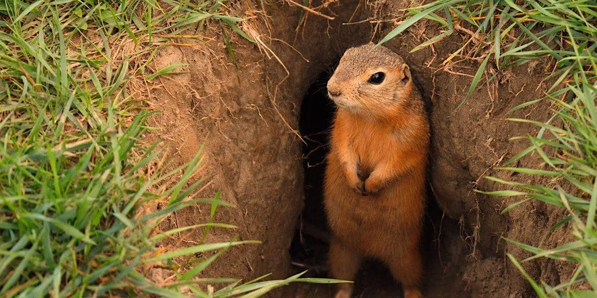 Non Poisonous Gopher Abatement