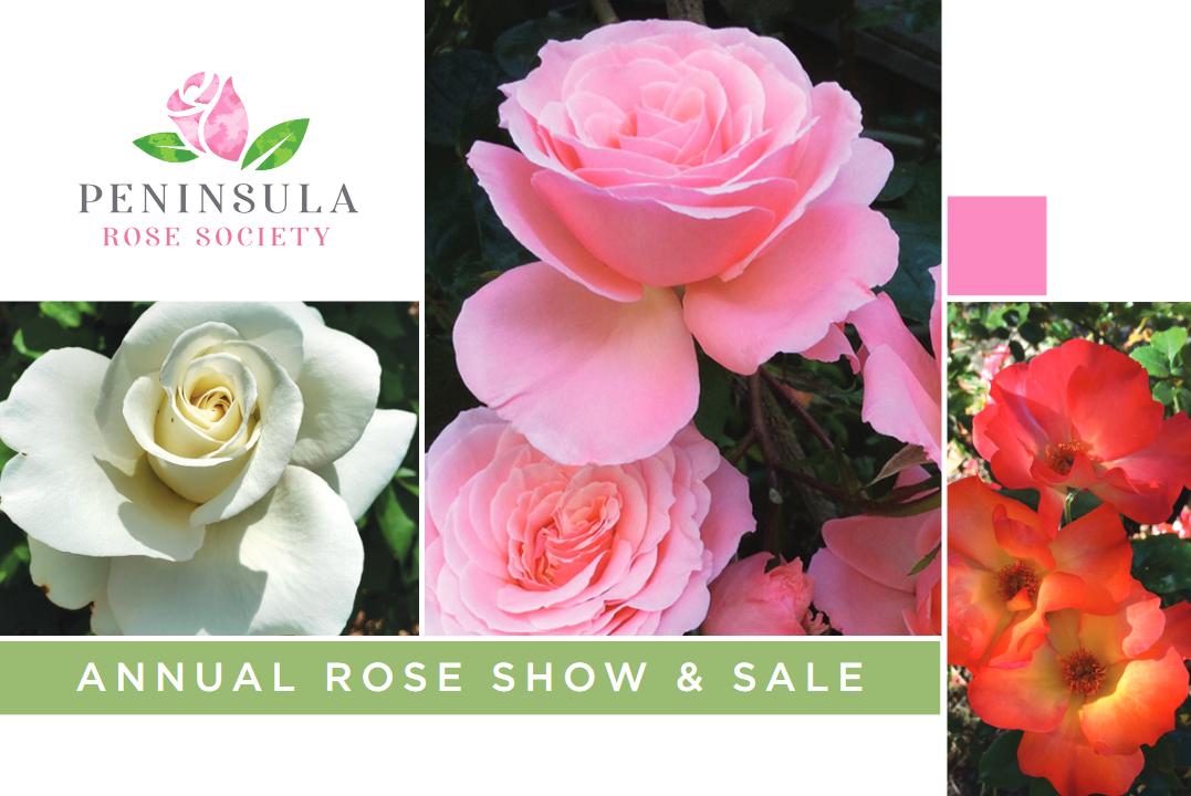 Peninsula Rose Society – Annual Rose Show & Sale 5/7/23