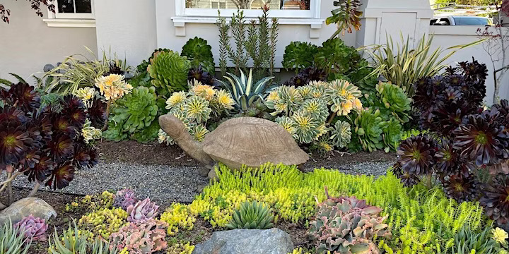 Secrets to Successful Succulent Landscaping