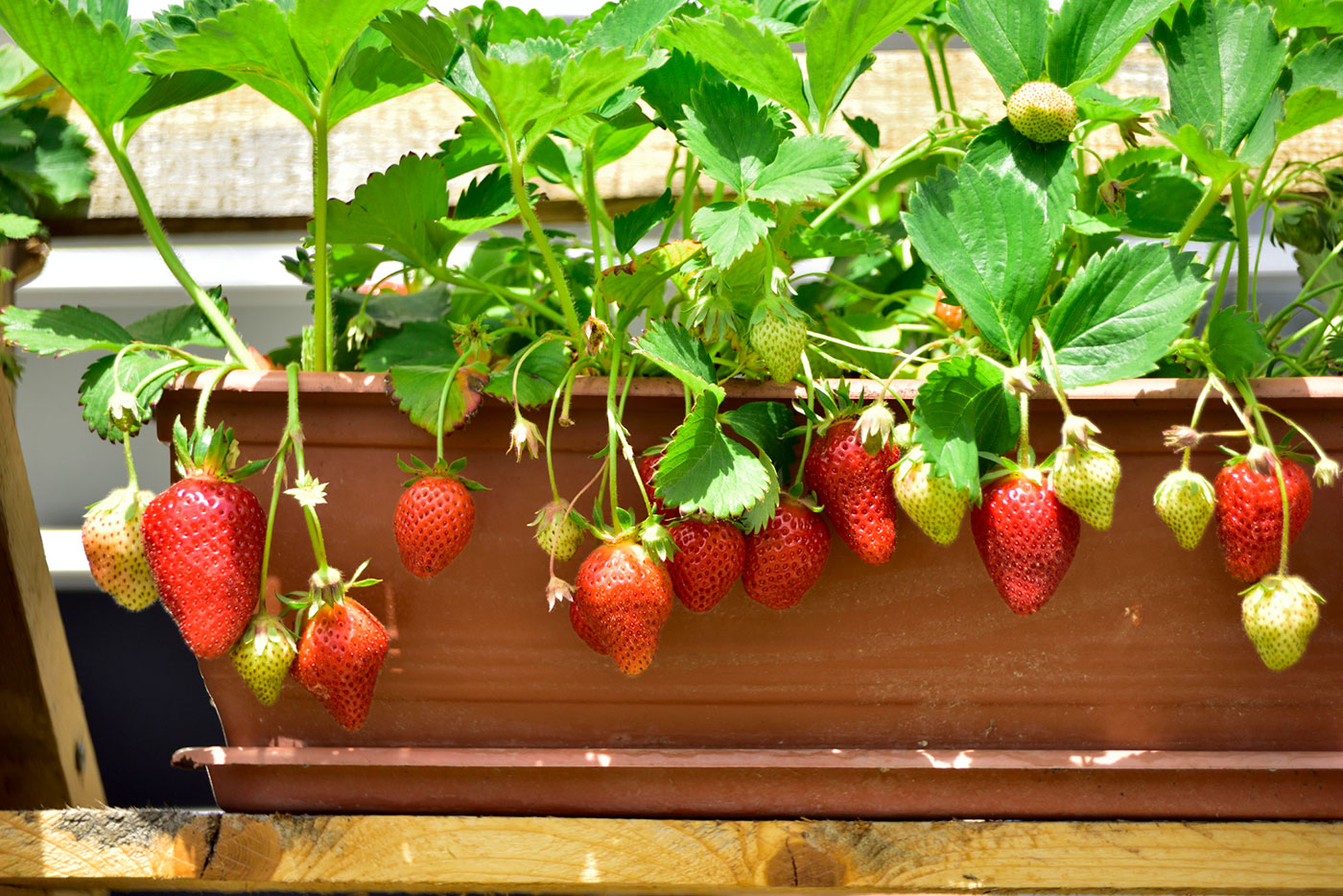 How to Start a Beautiful Fruit Garden in Your Backyard