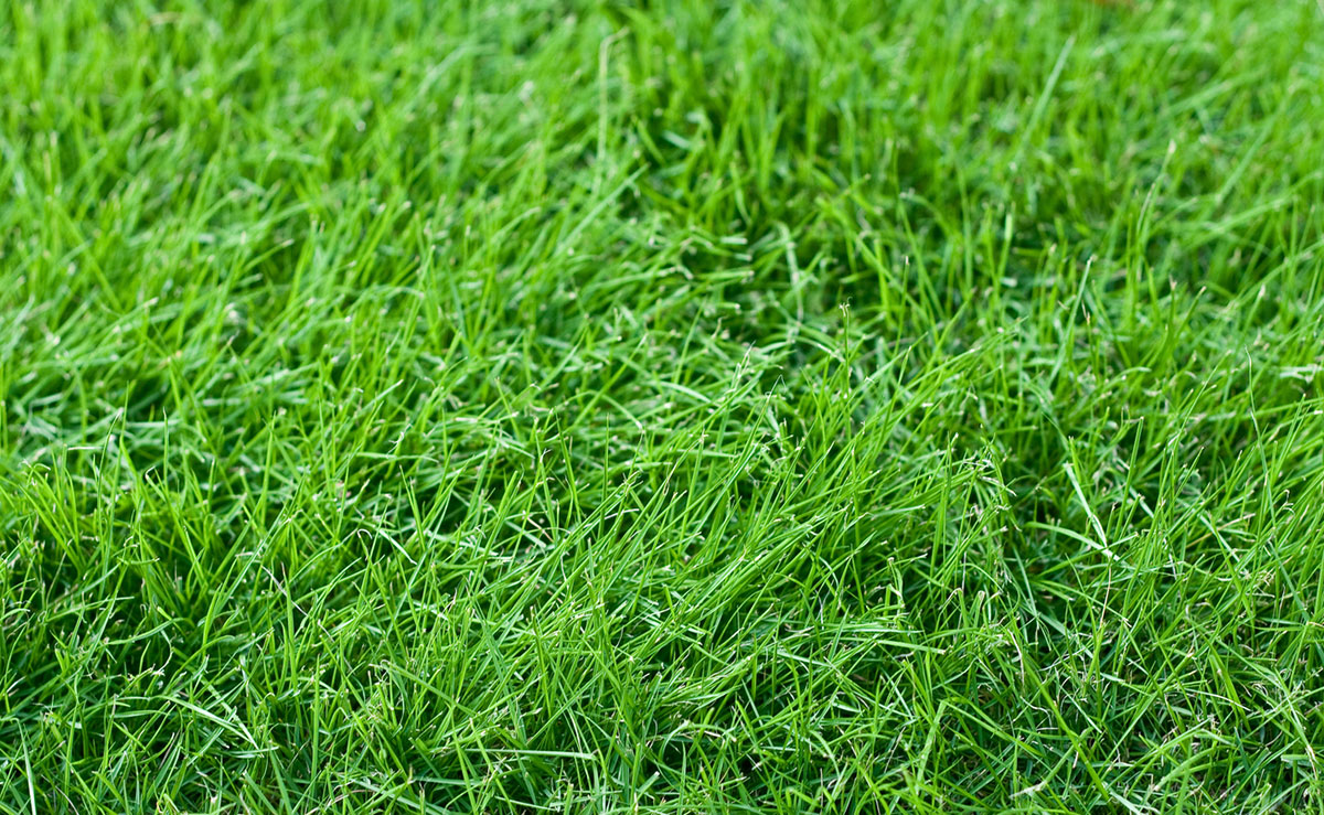 Drought-tolerant grass - Lyngso