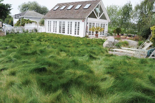 drought tolerant grass