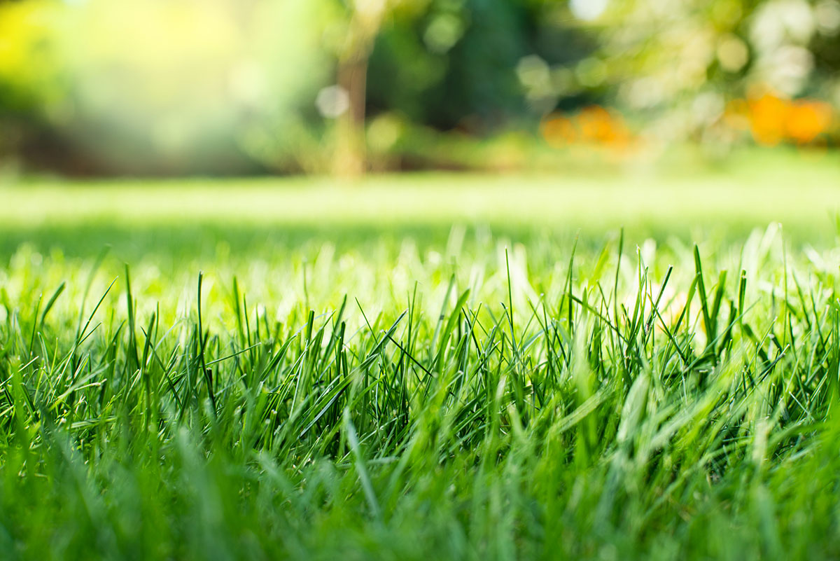 Drought-Tolerant Grass: A Water Efficient Lawn Alternative