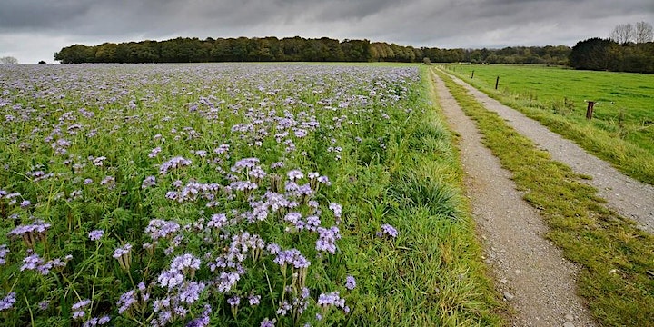 Cover Crops Help Climate Change