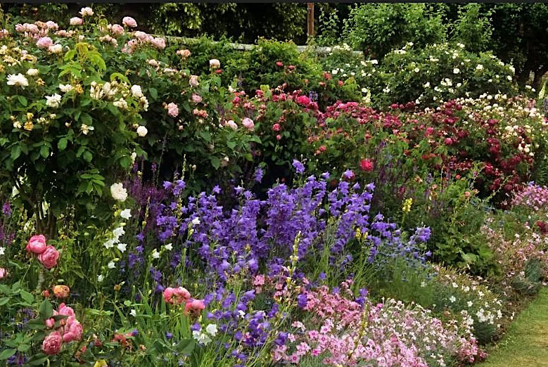 Companion Planting and Integrated Pest Management IPM