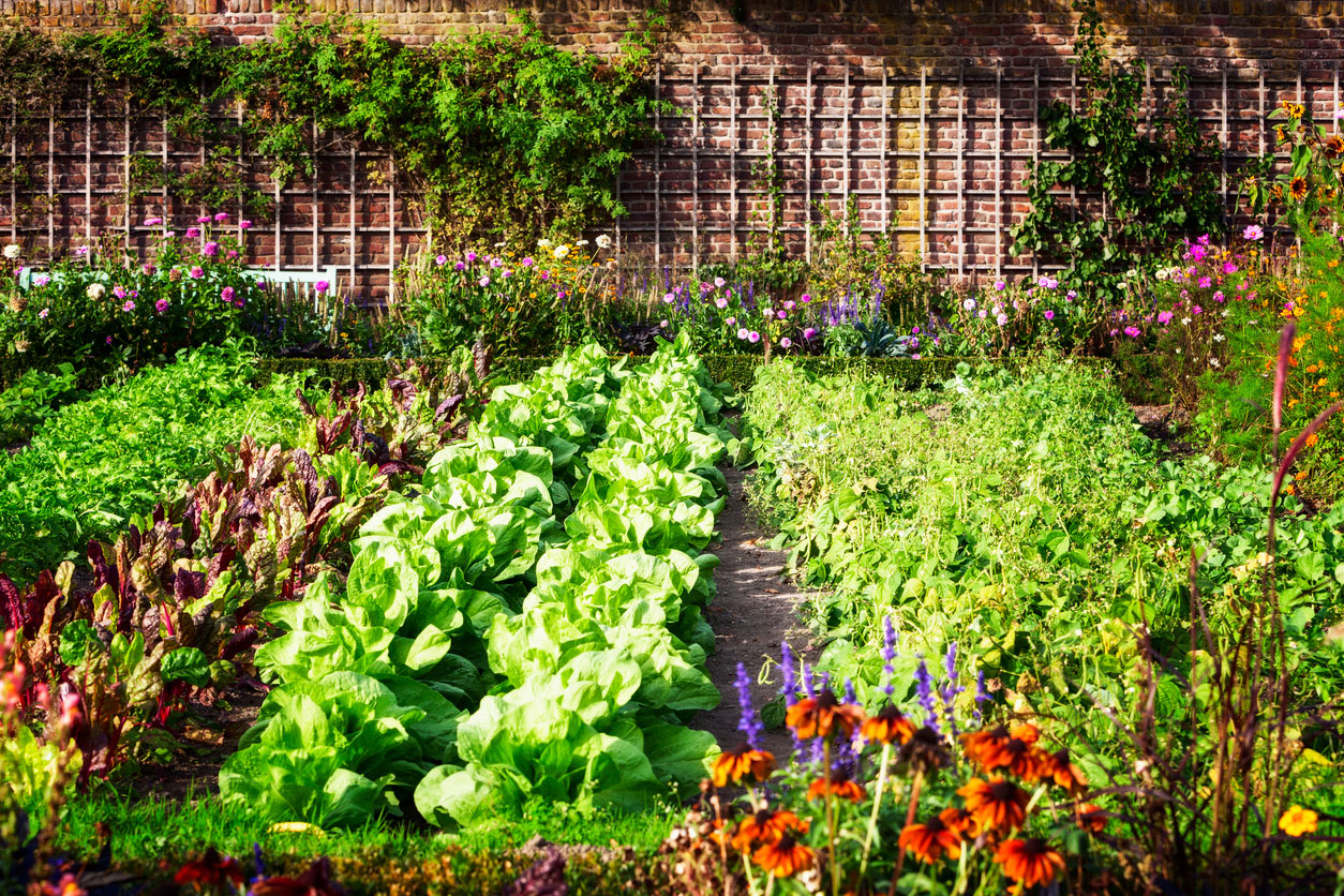 How to Get Started With Edible Landscaping