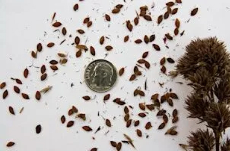 Seeds: Exploring Anatomy and the Art of Preservation
