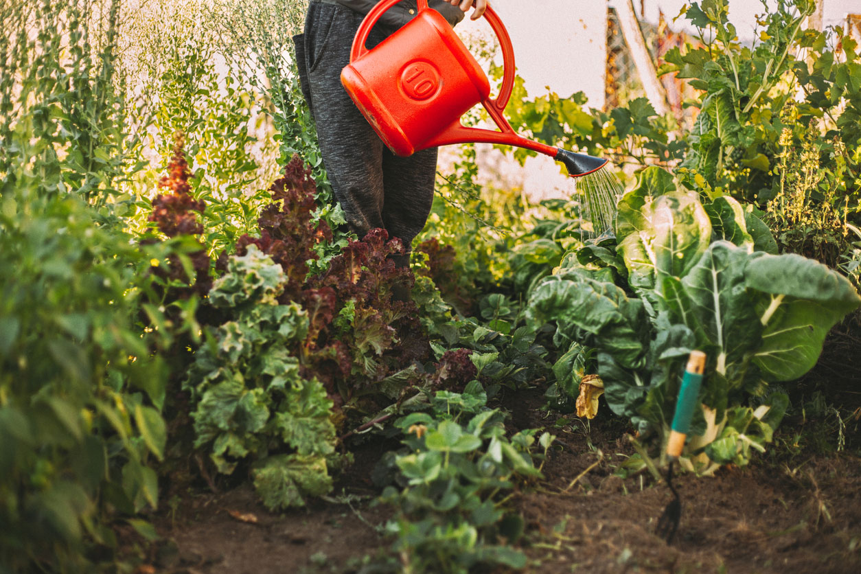 How to Boost Carbon Sequestration in Your Bay Area Garden Soil