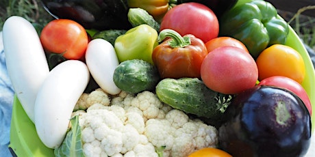 What Went Wrong In My Summer Garden?