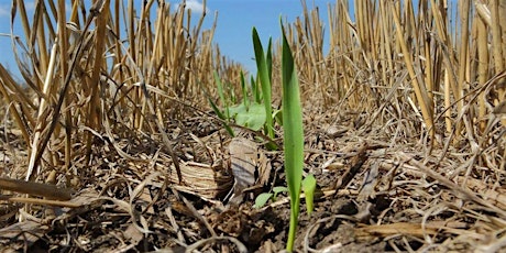 Cover Cropping: Year Around