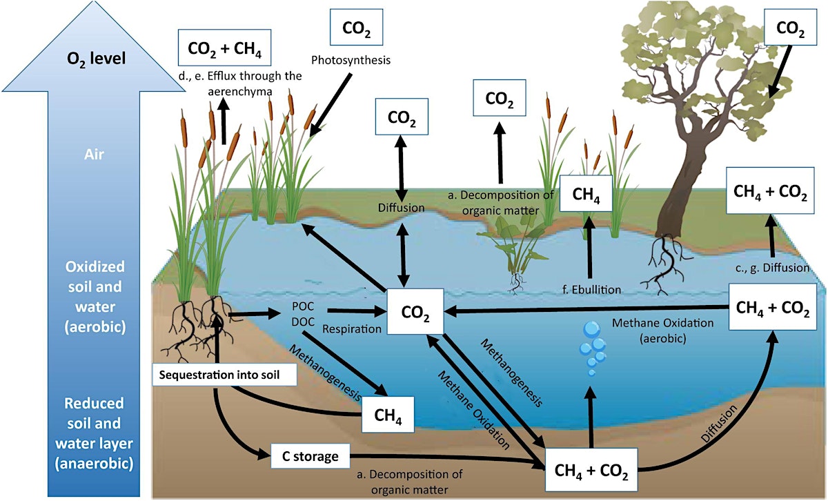 Soil at the Center: Linking the Water, Nitrogen, and Carbon Cycles