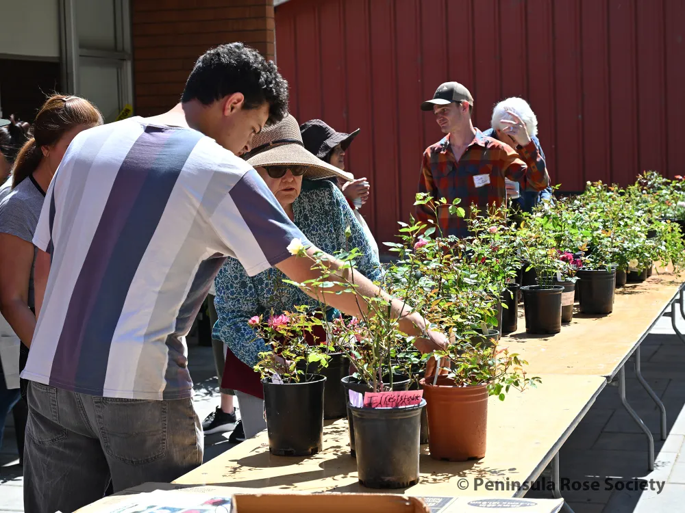 2026 Annual Rose Show
